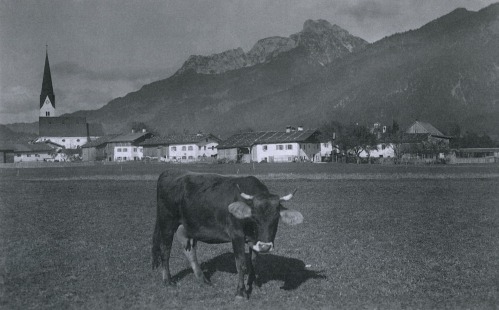 Breitenwang vor 1910, Rind