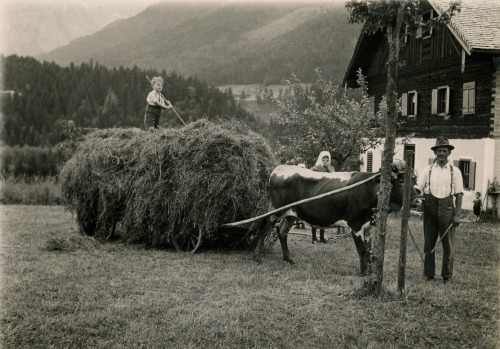 Abtenau 1937, Heuernte in Rigaus