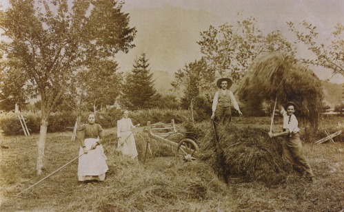 Höfen 1906, Heuernte